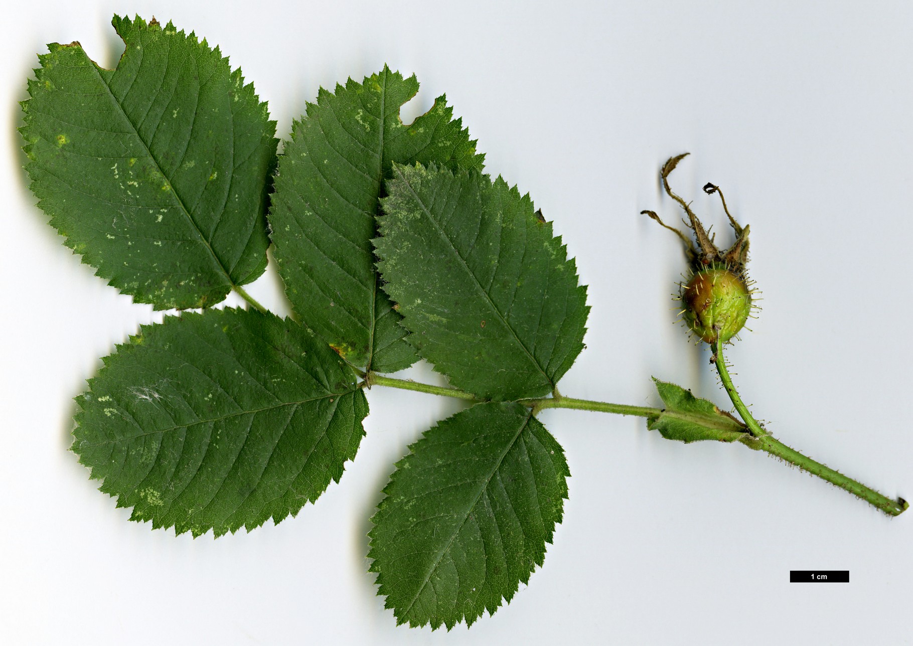 High resolution image: Family: Rosaceae - Genus: Rosa - Taxon: dalmatica